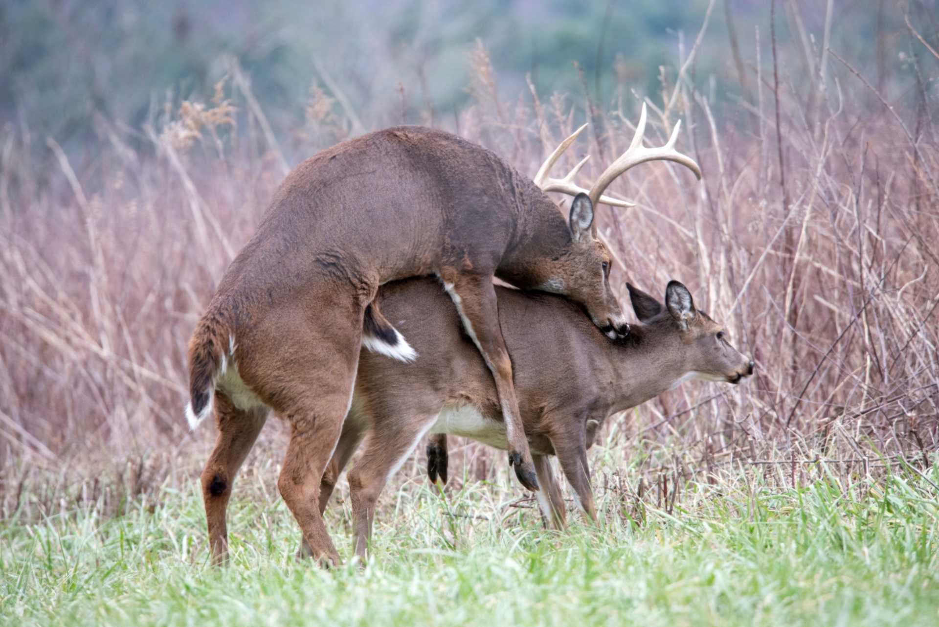 Mating